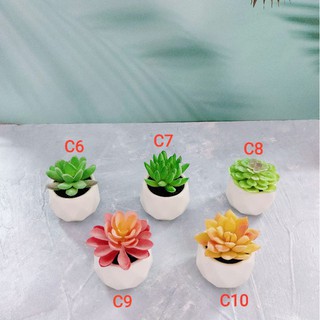 Sen đá giả - Chậu sứ