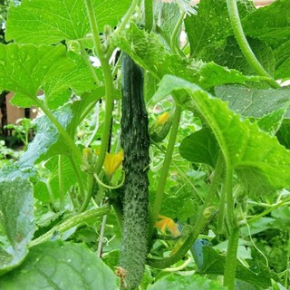 Hạt Giống Dưa Chuột Nhật 10 Hạt