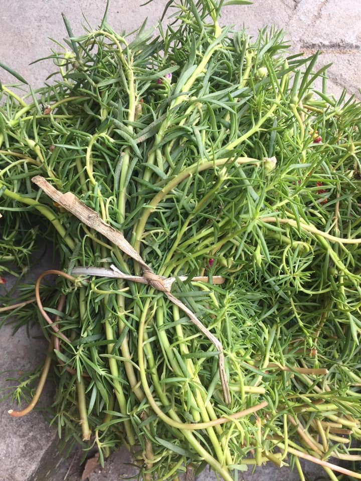 100 cành hoa 10h mỹ cánh kép mix đủ màu