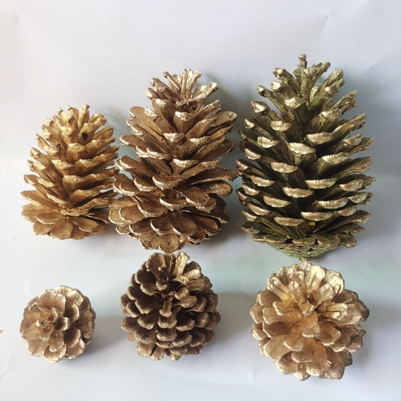 Quả thông khô trang trí phòng