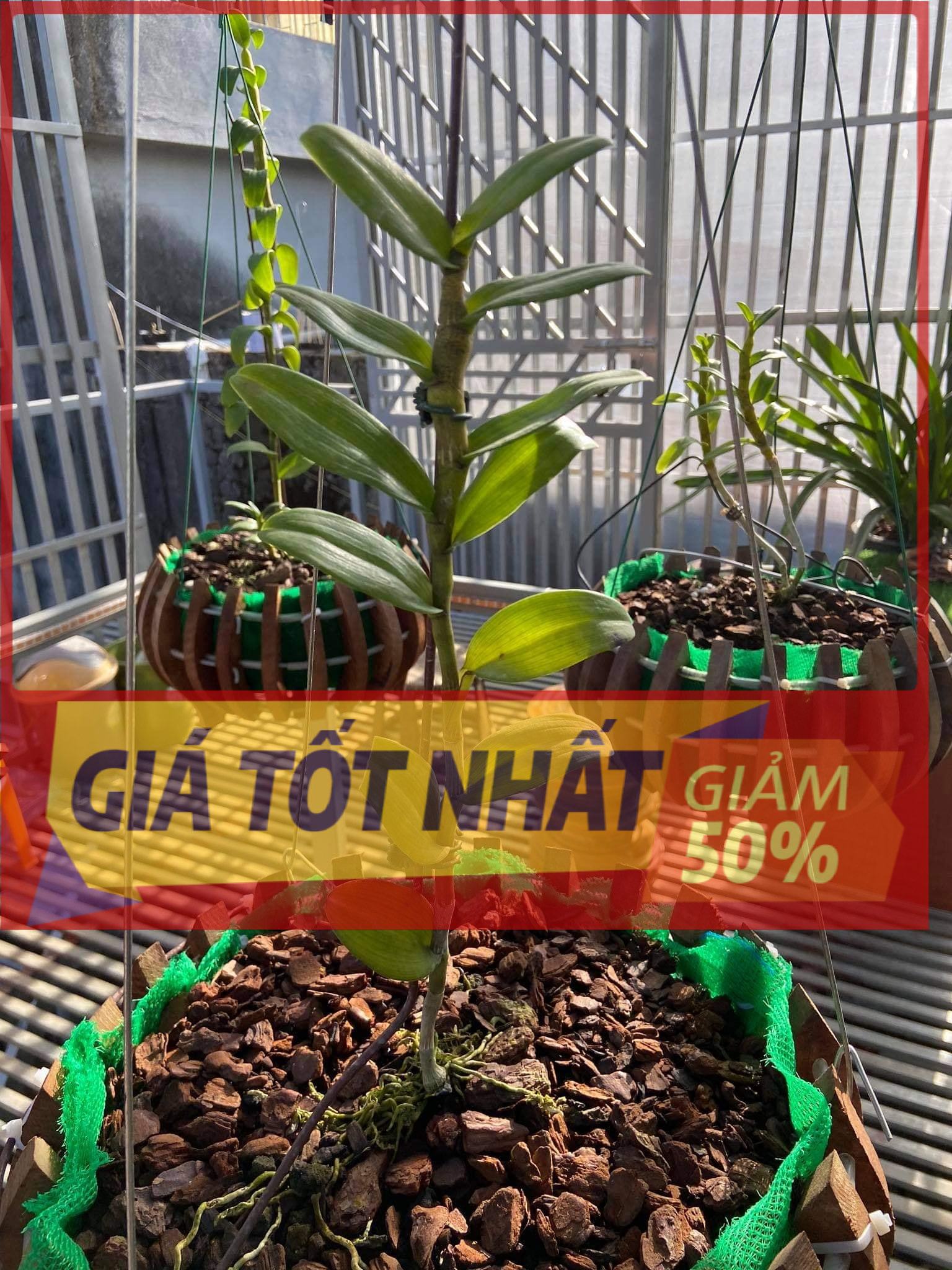 (GIẢM GIÁ) Lan Phi điệp 5 CÁNH TRẮNG HỒNG MINH CHÂU