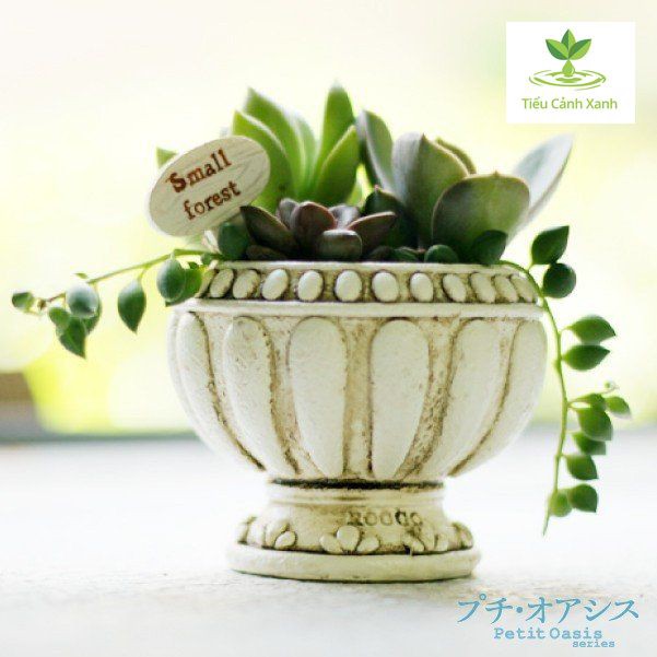 Cốc la mã cổ đại trồng cây - tiểu cảnh - trang trí