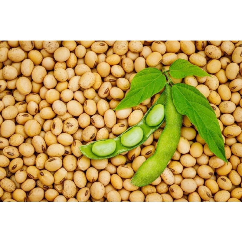 Combo 2kg đậu nành, đỗ tương nguyên hạt (tốt cho sức khoẻ).