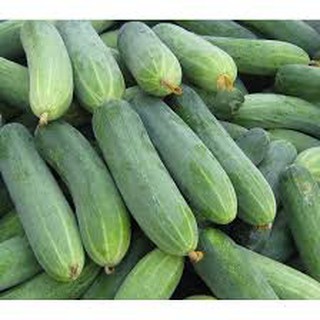 hạt giống dưa leo xanh f1