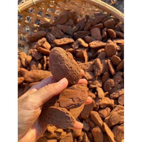 1KG VỎ THÔNG TRỖNG LAN Loại đẹp đã qua xử lý đủ size