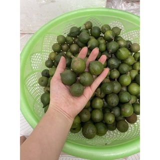 Mắc Ca Tươi