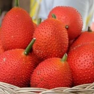 CÂY GIỐNG GẤC NẾP