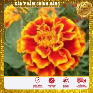 Hạt Giống Hoa Cúc Vạn Thọ Pháp Mix (50 hạt )