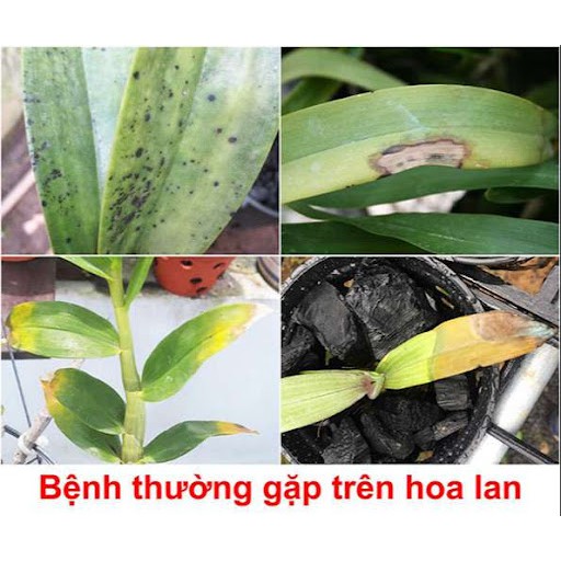 Bộ 5 chai chế phẩm sinh học đầy đủ, toàn diện cho sự phát triển của cây, chế phẩm thảo dược Nano Gold