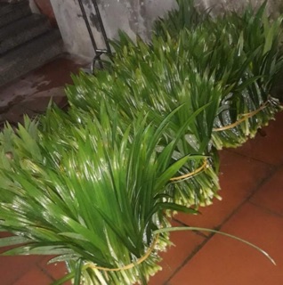 Lá nếp tươi 1kg