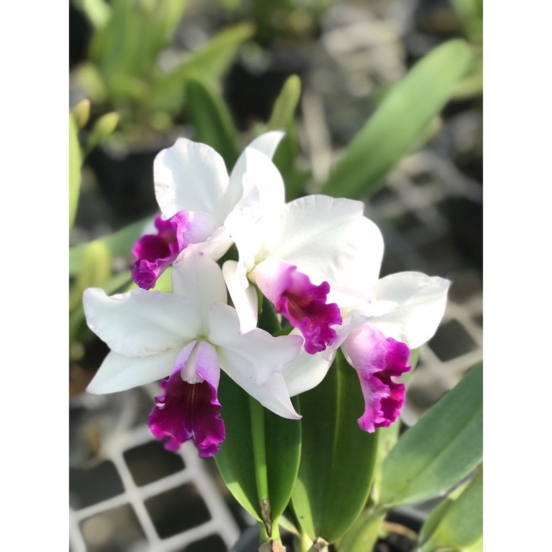 Phong Lan Catleya mini trắng tím