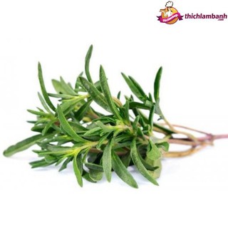 TLB - Cỏ xạ hương Thyme- gói 5gr