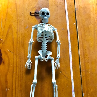 Mô hình bộ xương 40cm