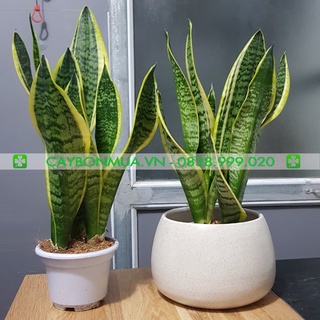 COMBO cây lưỡi hổ để bàn