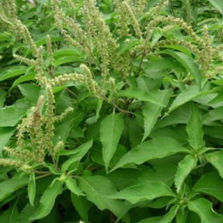 Nước gội bồ kết vỏ bưởi cô đặc Sora