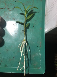 Hoa phi điệp giống
