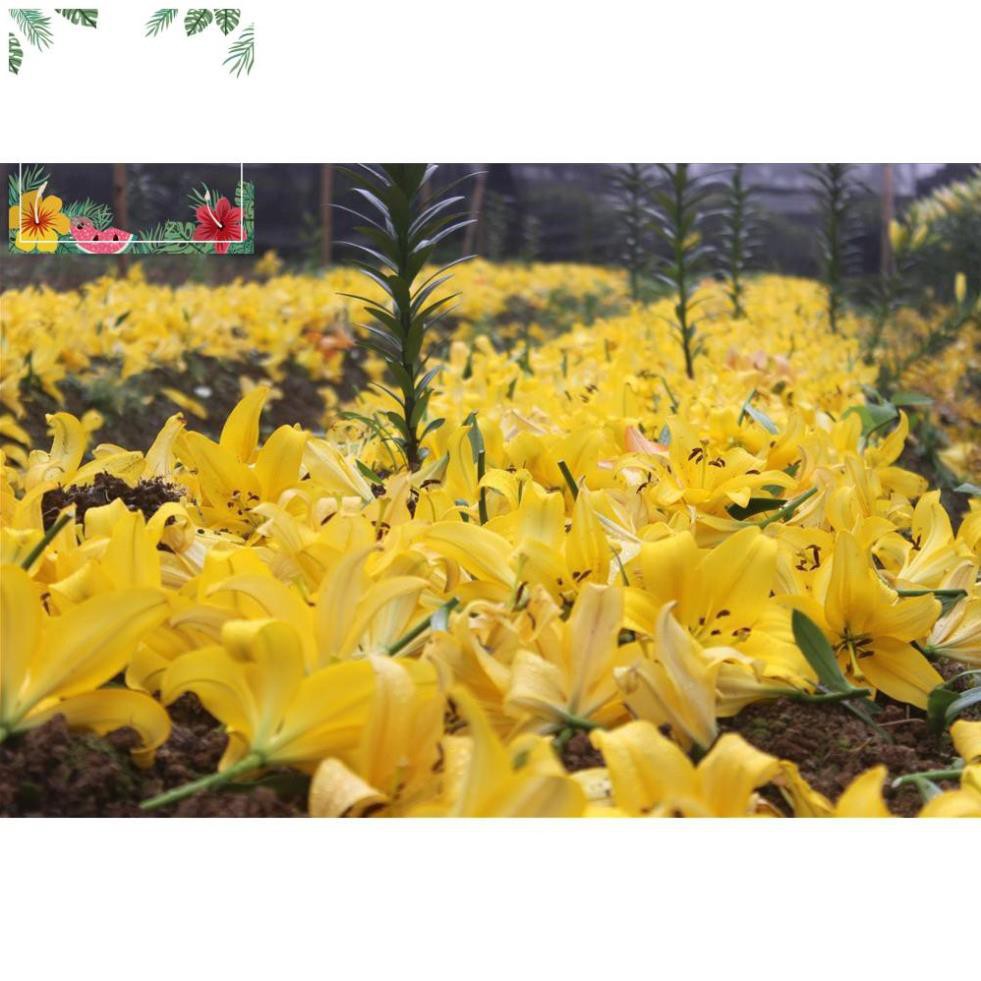 Combo 2 Củ hoa lily sản phẩm đã kích mầm dễ chăm nhanh hoa - tặng củ hoa ngẫu nhiên ! o.Ô >< .