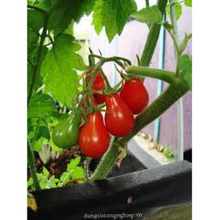 GÓI 30 HẠT GIỐNG CÀ CHUA LÊ ĐỎ SIÊU TRÁI