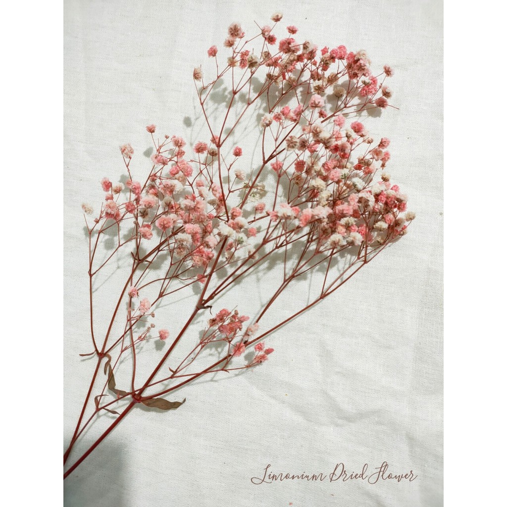 Hoa khô Decor - Hoa baby khô màu hồng phấn siêu đẹp