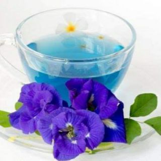 Chậu 2 cây giống dây đậu biếc kép sắp hoa