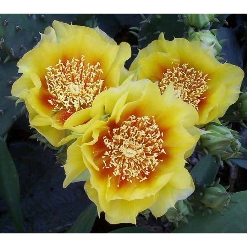 Xương rồng Nopal yellow