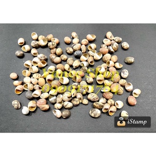 Vỏ ốc bắp sọc nhí 100gr