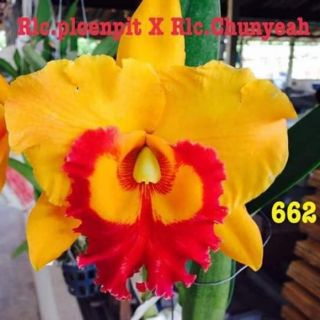 Cat giống chọn màu
