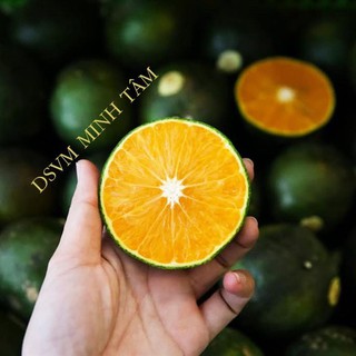 Cam sành quả to tròn ngọt nhiều nước [CHỈ GIAO TPHCM]