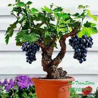 Hạt giống nho lùn đen Bonsai F1
