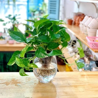 Trầu bà thủy sinh ( BÌNH THỦY TINH)