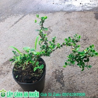 Linh Sam Núi Bonsai