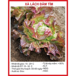 Hạt giống xà lách đăm tím 0.2gr