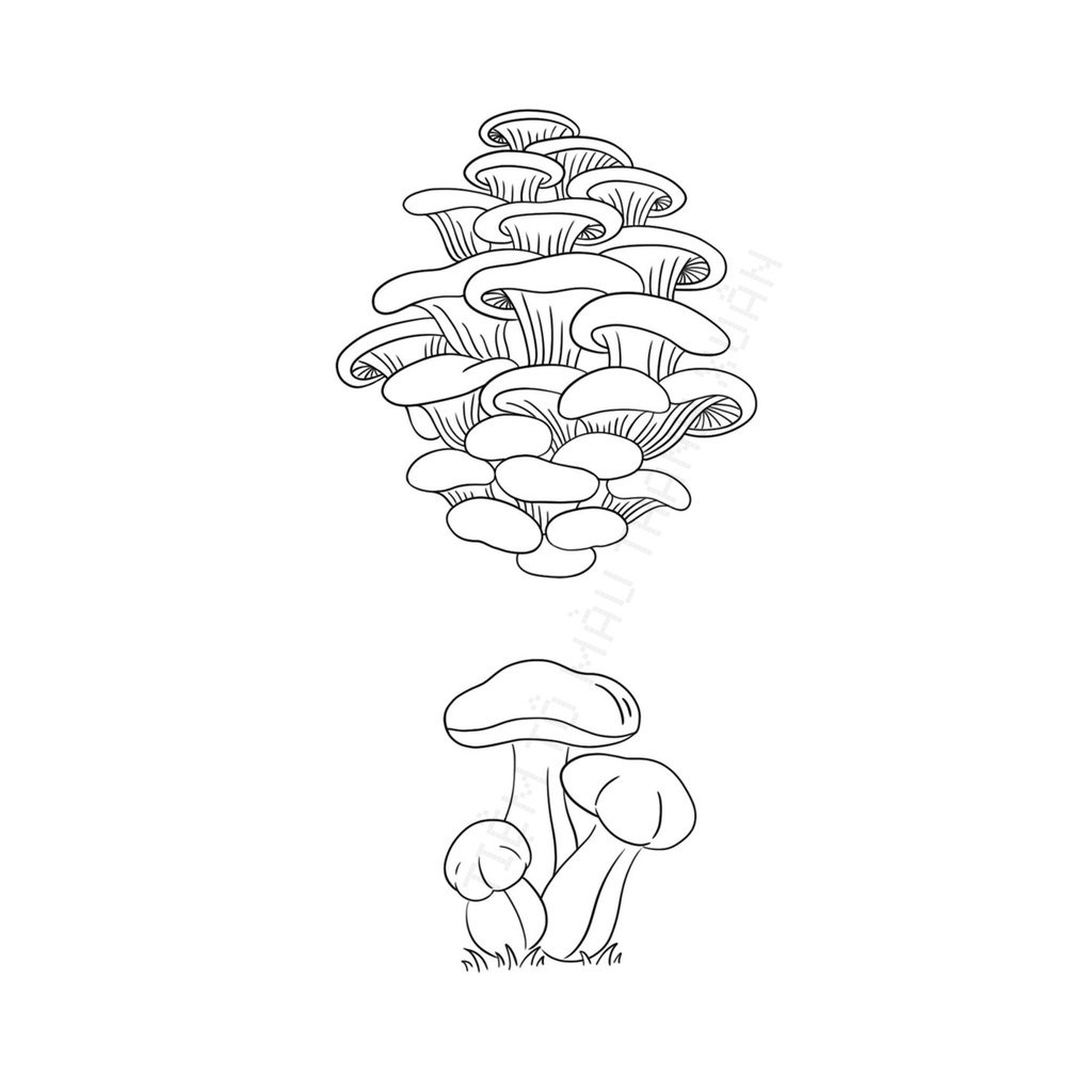 Set 10 Tờ Tranh Tô Màu Các Loại Nấm Tô Màu Sáp, Màu Chì - Tiệm Tô Màu Thanh Xuân