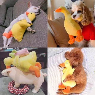 Oder phụ kiện cho pet