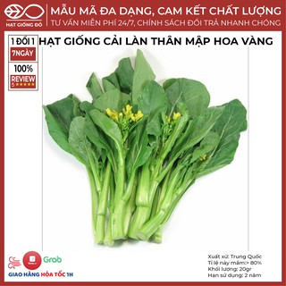 Hạt Giống Cải Làn Thân Mập Hoa Vàng SV1055 (20gr) - Giống có năng suất cao, khả năng chống bệnh tốt