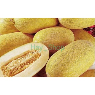 Hạt giống dưa lưới vàng