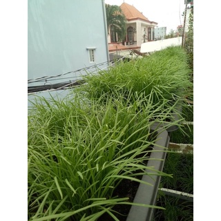 gốc hẹ giống (1kg củ hẹ trồng lấy lá ăn )