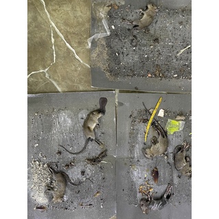 Keo dính chuột siêu dính, bẫy dính chuột giấy loại 1 (Giá sỉ)