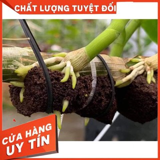 Combo 20 mút ươm kie hà lan size đại