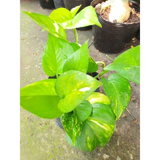 Chậu cây trầu bà.