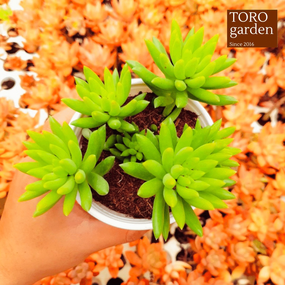 Sen đá chuỗi ngọc đứng Đà Lạt size trung bình cây cảnh trang trí nhà cửa Toro garden