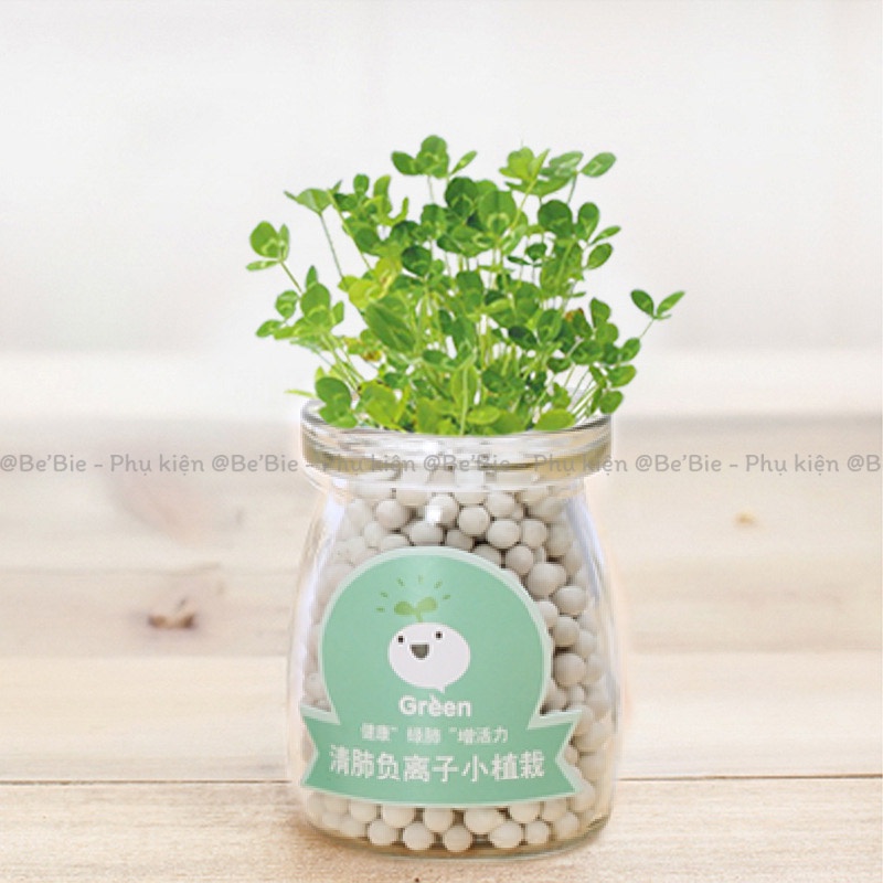 Chậu cây thủy tinh mini kèm hạt giống BeBie - BP395
