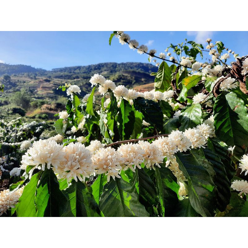 Trà hoa cà phê PHÚC LẠC Organic gói 10gr