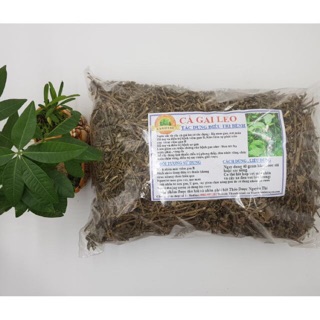 1kg cà gai leo- giải độc gan