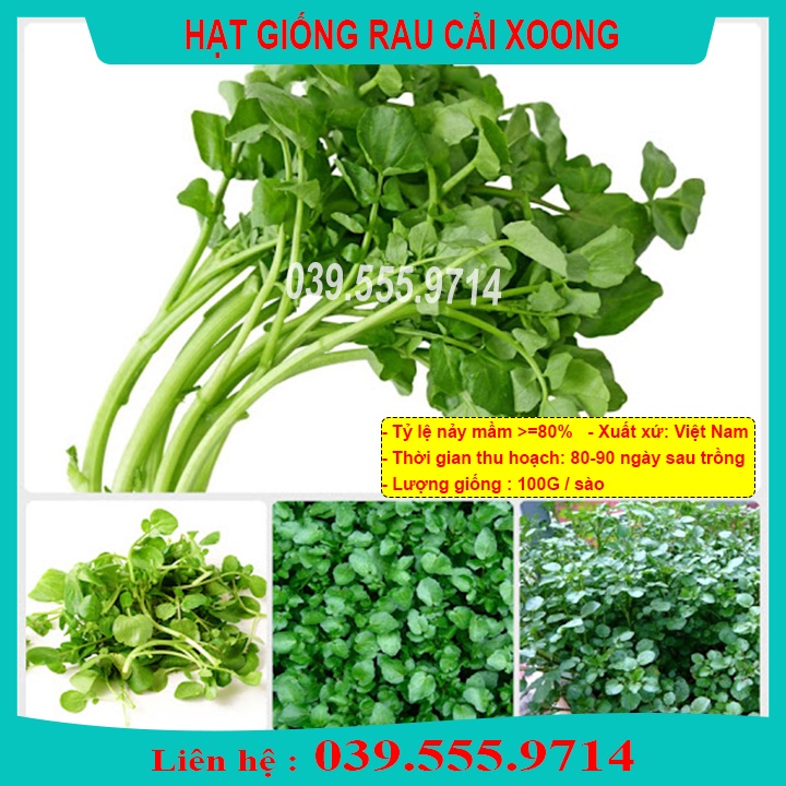 Hạt Giống Rau Cải Xoong ( cải Xong) trồng tại vườn, sân thượng, nông trang, ban công