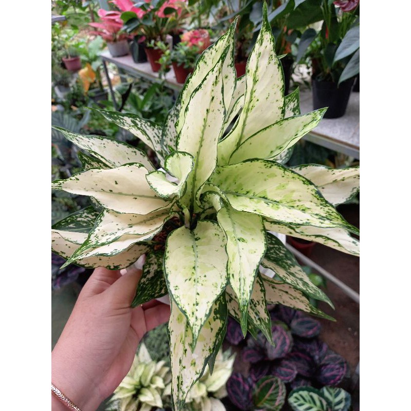 🌿Cây Ngọc Bích 🌿
