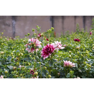 HCM - Củ giống hoa thược dược dễ trồng(củ ưa khí hậu mát lạnh , văn phòng điều hòa)