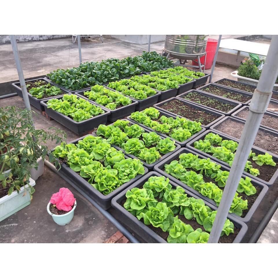 (GIÁ SỐC) 10 Chậu nhựa trồng rau sạch thông minh Cỡ Lớn | Khay trồng rau thế hệ mới (KT 65x45x21cm)