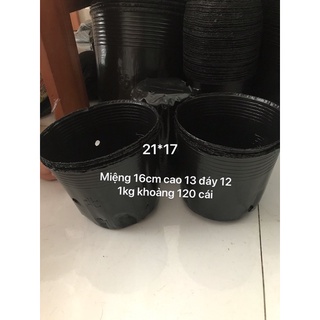 1kg bầu ươm nhiều kích cỡ