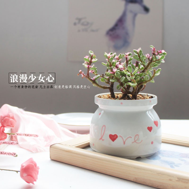 Chậu sứ trồng, chậu trồng cây đẹp để bàn, cây văn phòng, cây phong thủy phong cách Hàn Quốc dễ thương